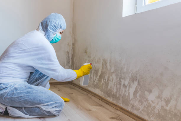 Licensed Black Mold Remediation service in Thurmont, MD - Mold Remediation HQ