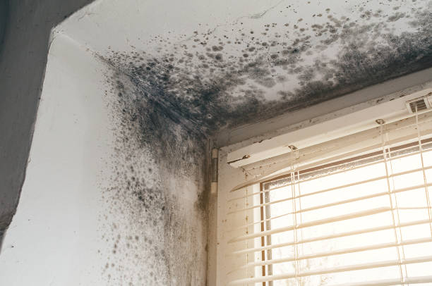 Affordable Black Mold Remediation solutions in Thurmont, MD