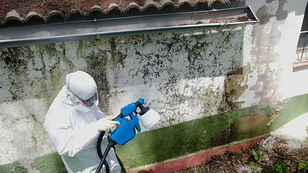Top rated local Black Mold Remediation specialists in Thurmont, MD